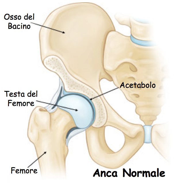 ANCA NORMALE