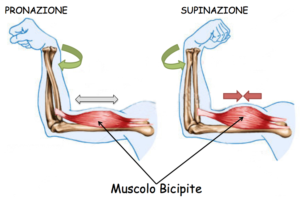 BICIPITE7