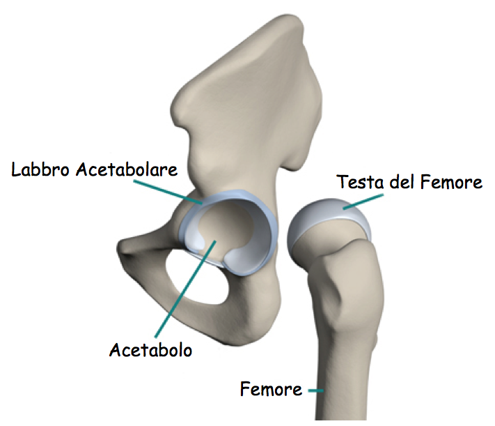 Labbro acetabolare2