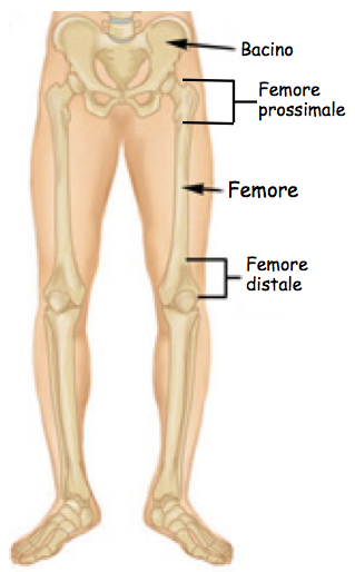 anatomia femore