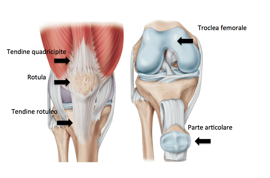 anatomia rotula