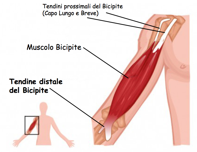 bibipite5