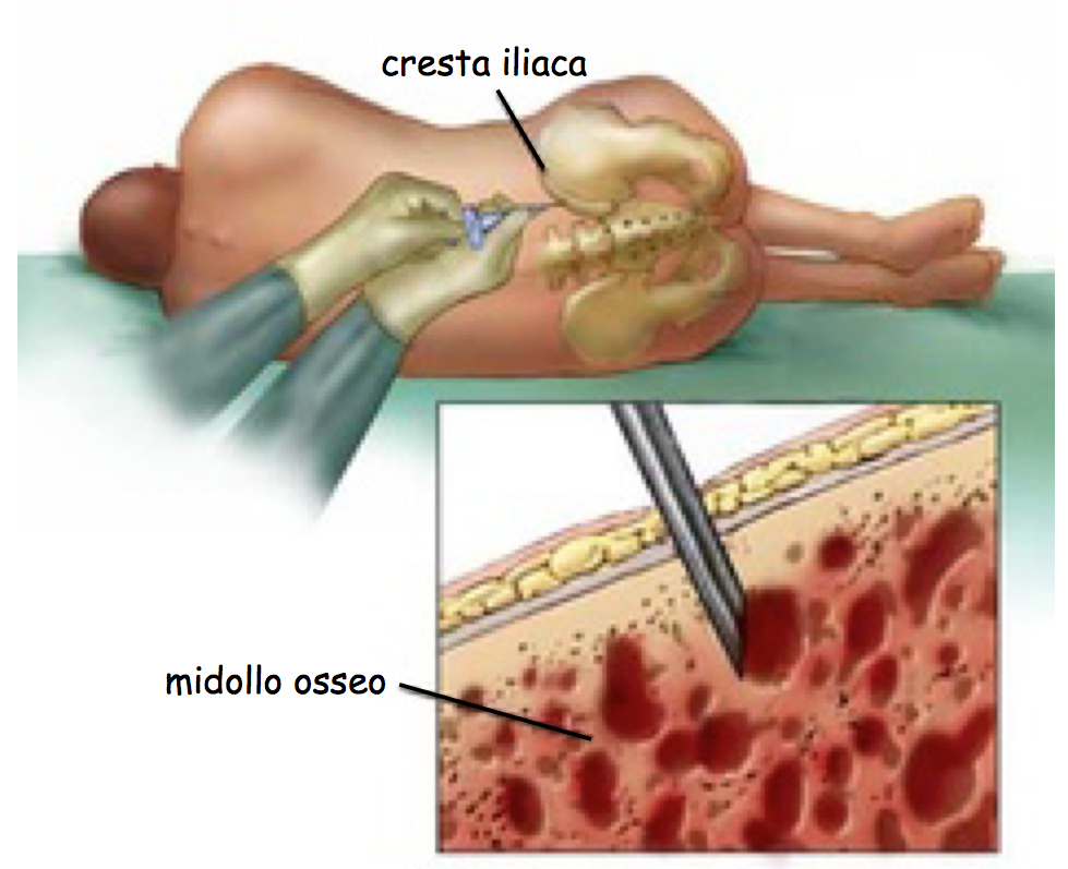 cellule staminali prelievo