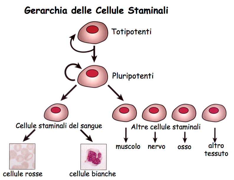 cellule staminali