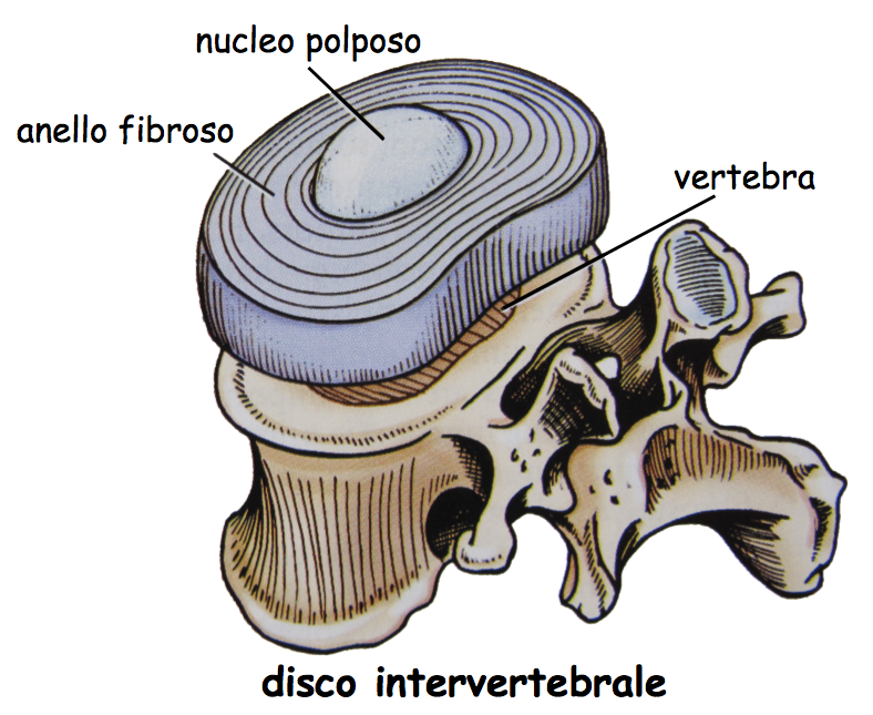 schiena9