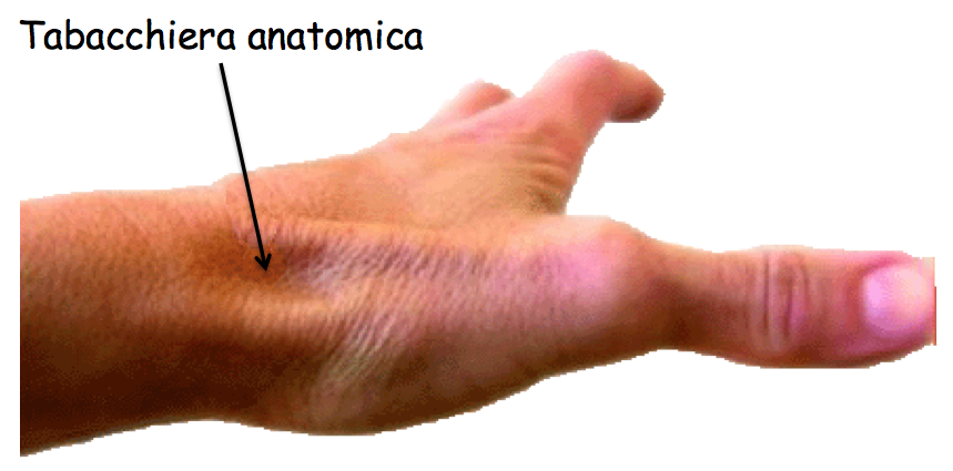 tabacchiera anatomica