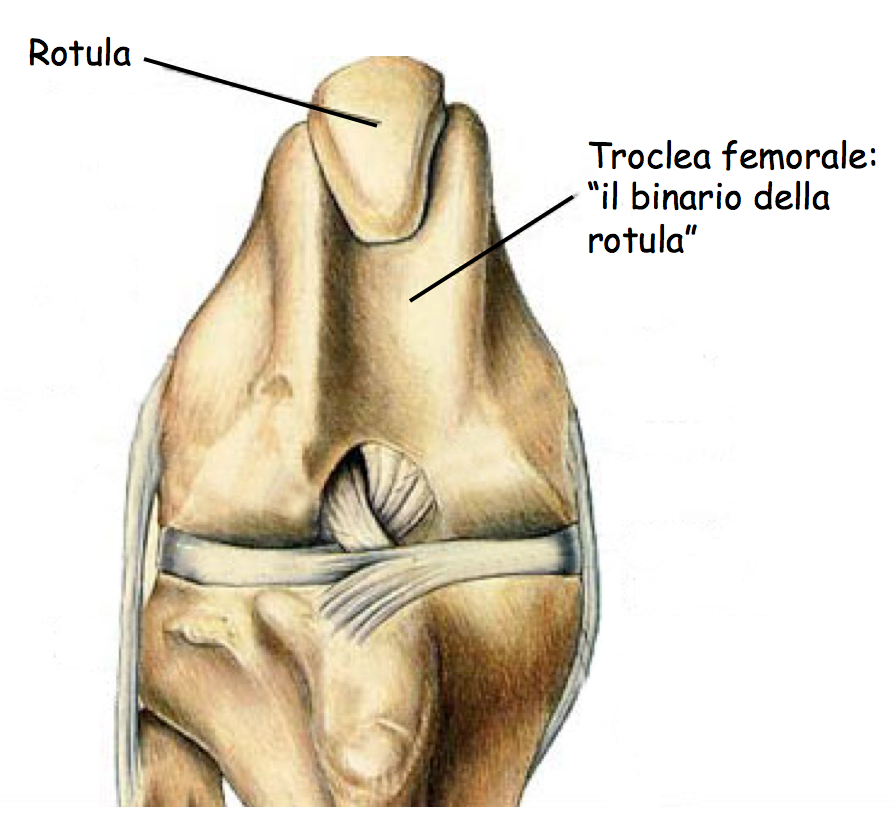 troclea femorale